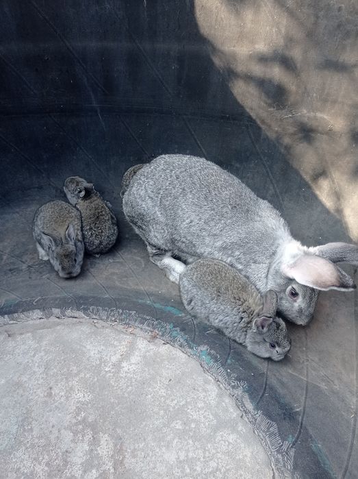 Продам Кроликов серые.