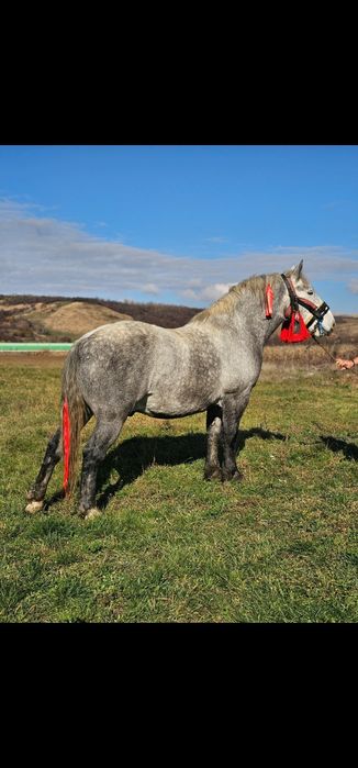 Vănd,CAL,CASTRAT, de 4 ani blănd