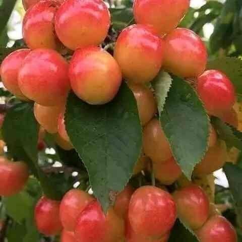 Mevali va manzaralari kocatlar