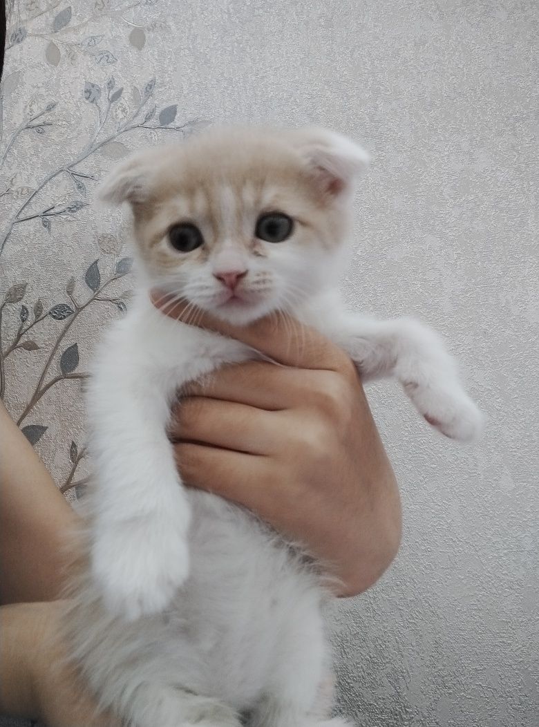 Шотландский вислоухий и прямоухи