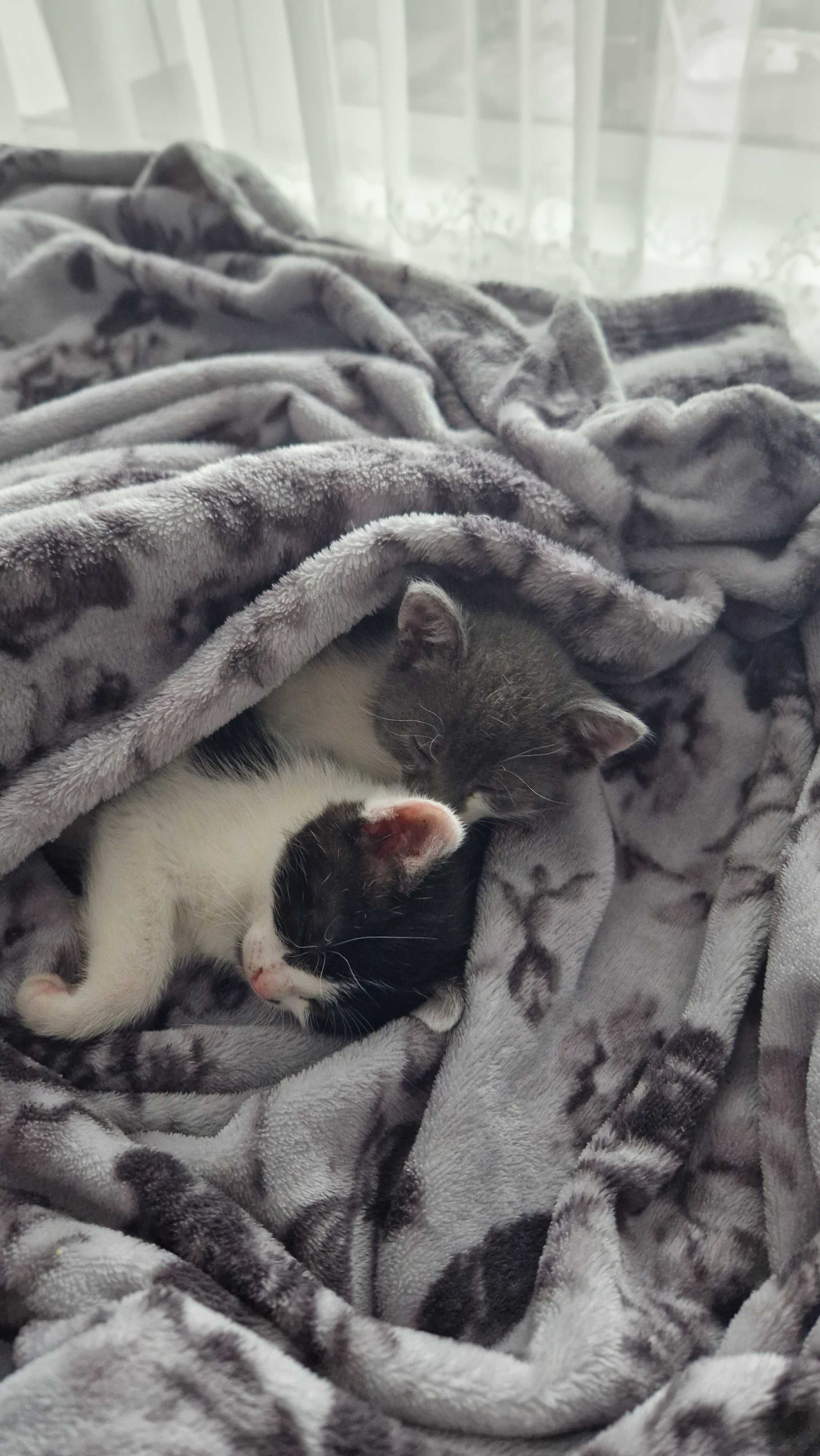 Ofer spre adoptie puiuti de pisica, 2 luni