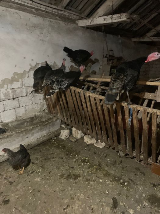 Vand curcani si curci  romanesti  .