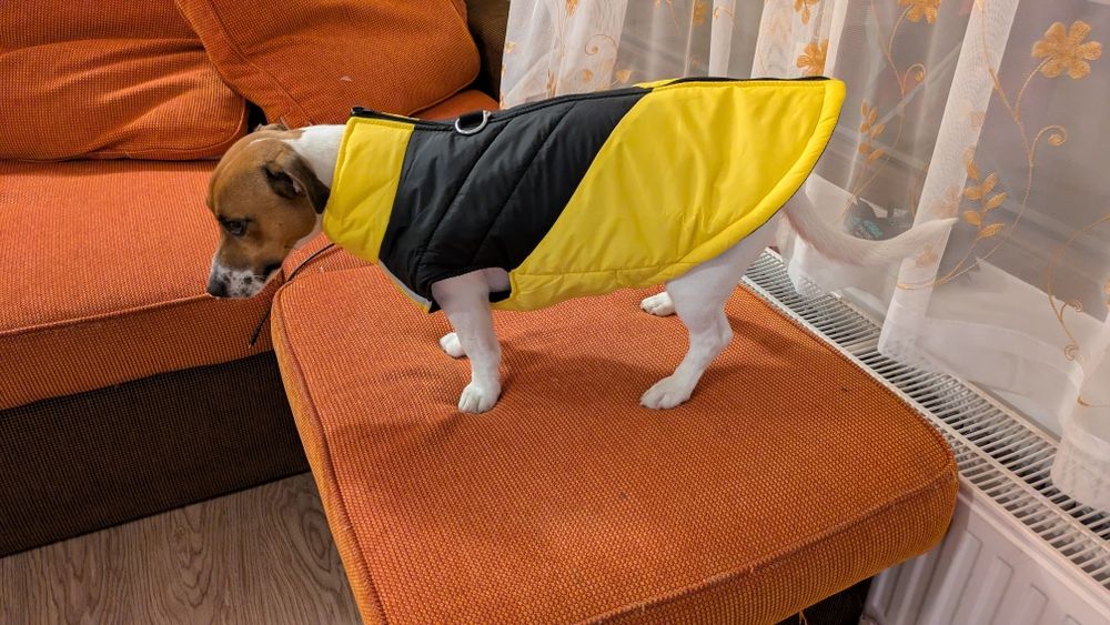 haina , Geaca caini marimea 3 XL