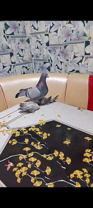 Продам сизую голубку!