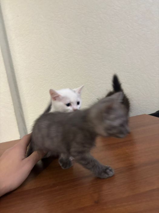 котята породистые британцы