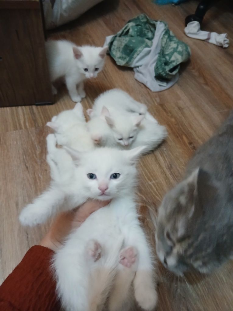 Срочно продаются котята