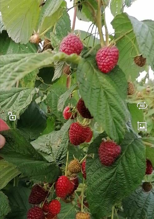 Vând drajoni de zmeur din soiul Polka