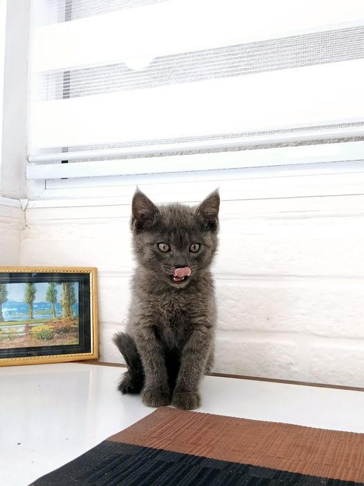 Отдадим котят в хорошие руки