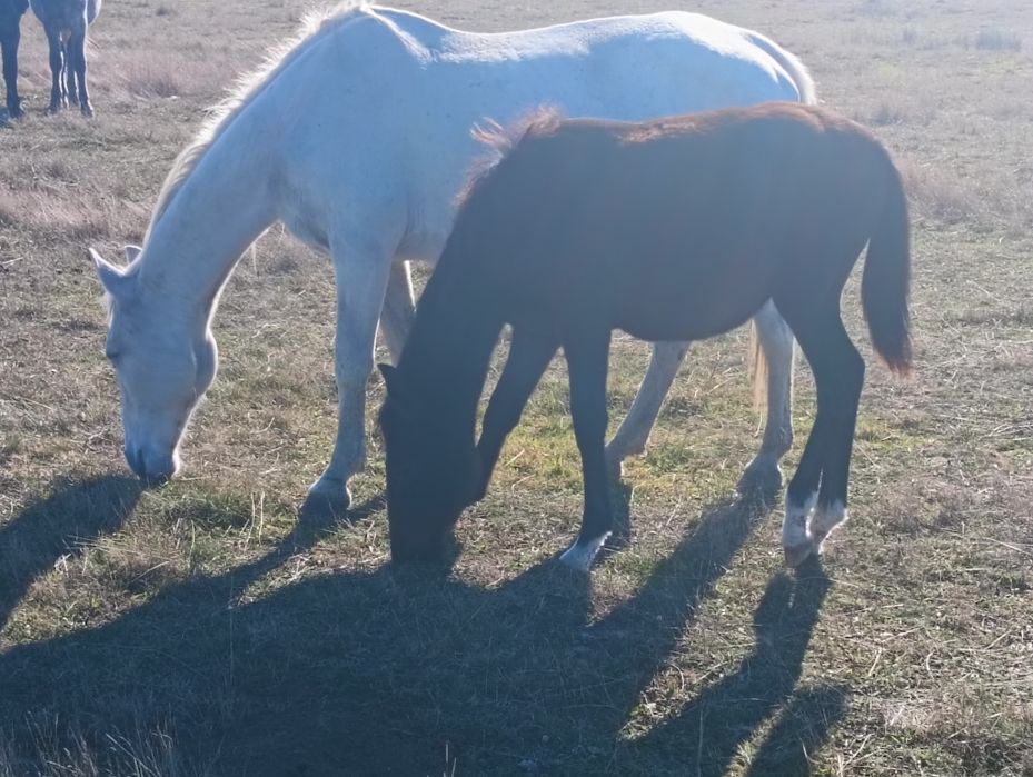 Vând iapa lipitan gestanta și cu mânză lângă ea cu pedigree