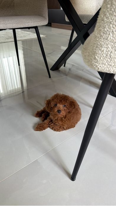 Mascul pudel toy / poodle toy