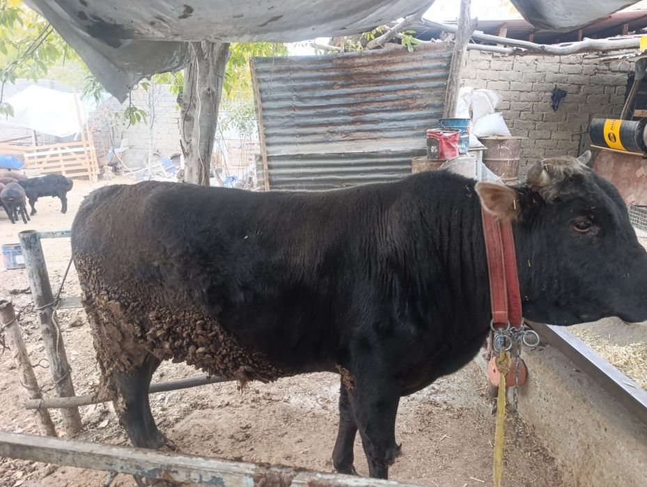 Новвос сотилади.