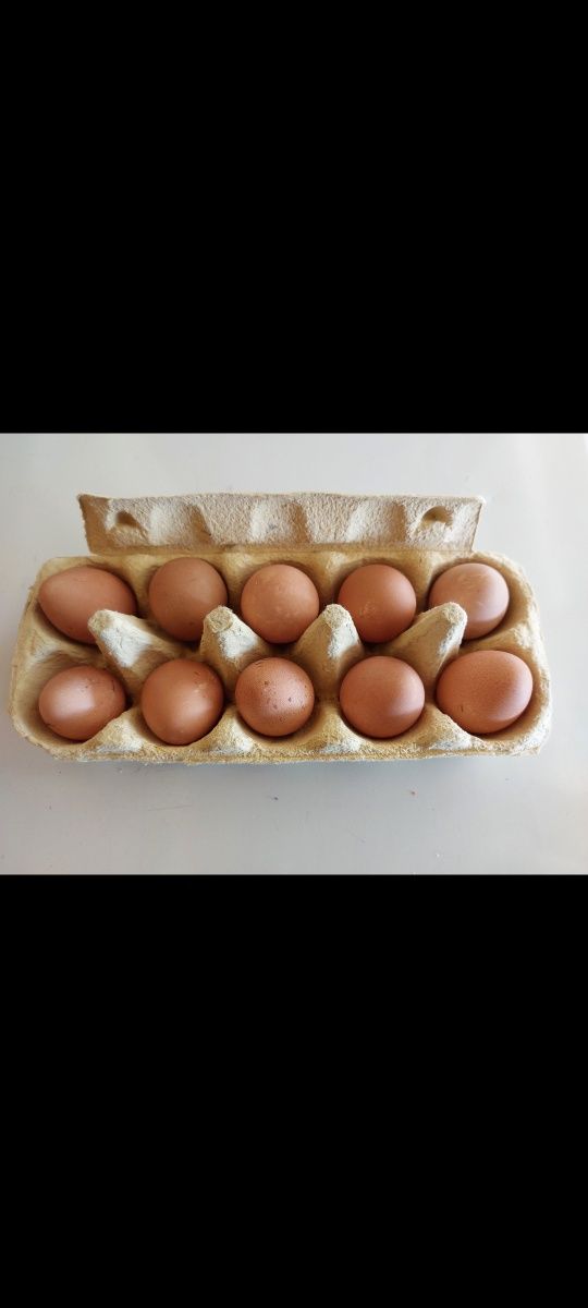 Vând ouă de bibilica