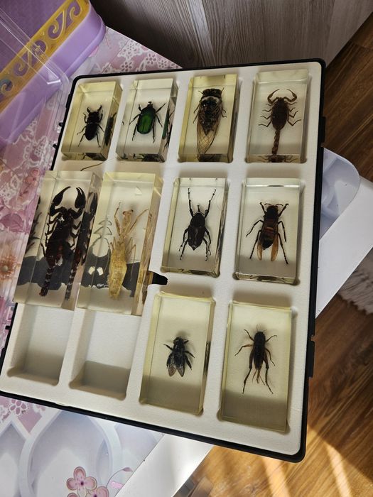 Insectar realizat în mod profesional pentru copii