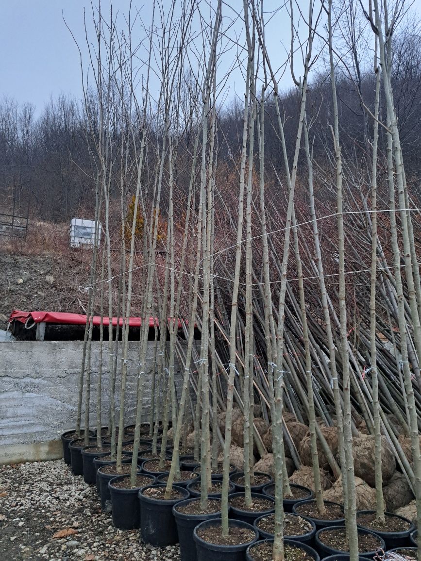 Copaci ornamentali Mesteacan Tei Platani Paltini Catalpa