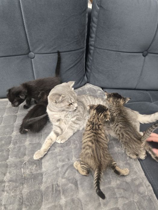 Котята вислоухие