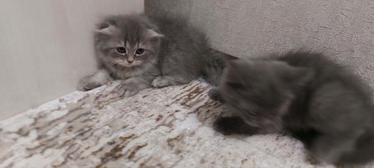 Скоттиш Фолд - британец 2 месячные