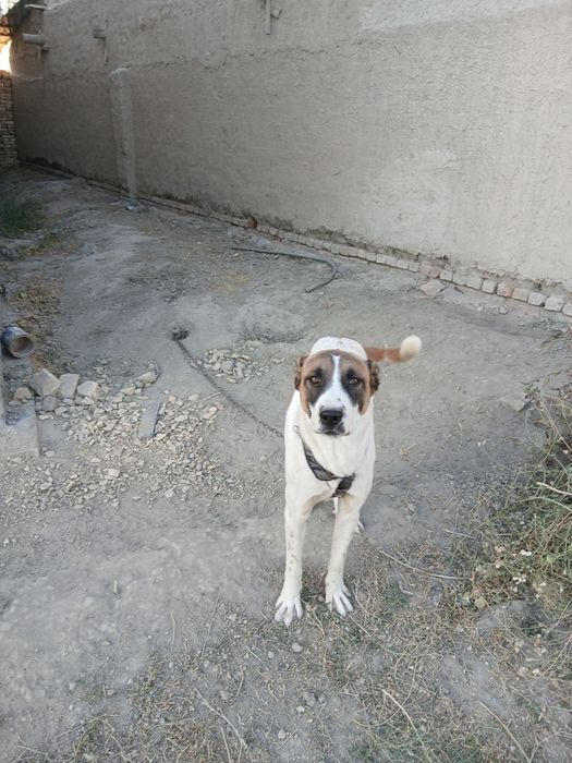 Alabay kuchuk sotiladi