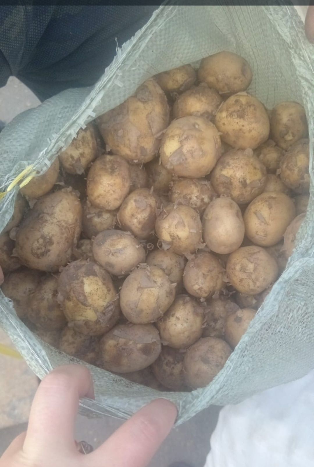 Продам свежую картошку