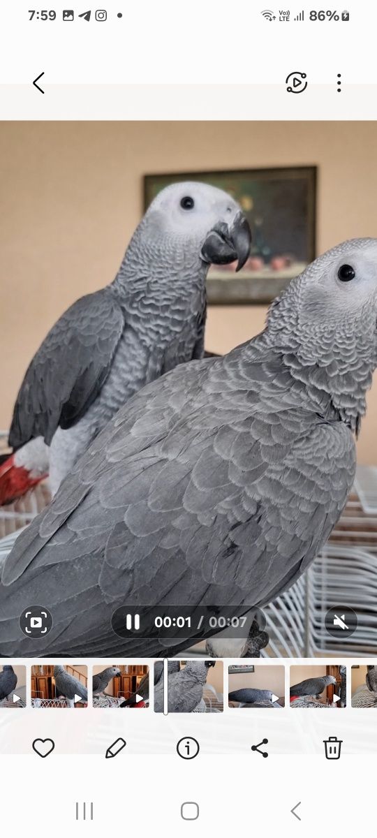 Жако месний 4 ойлик