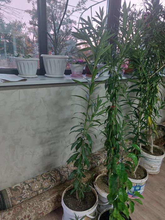 Цветы олеандры в больших вёдрах. Махрово розовые.