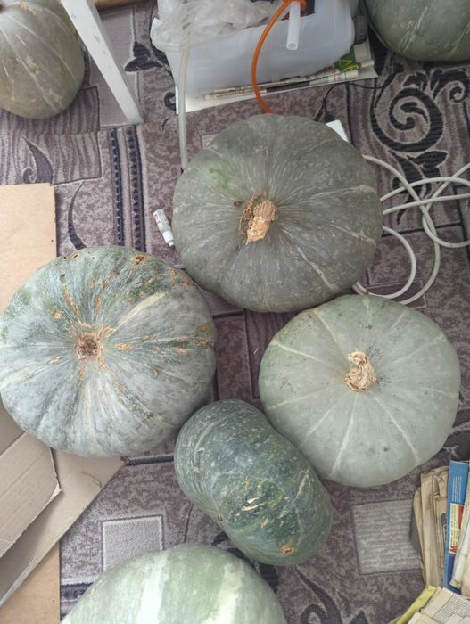 Тыква домашняя - это витамины даром!