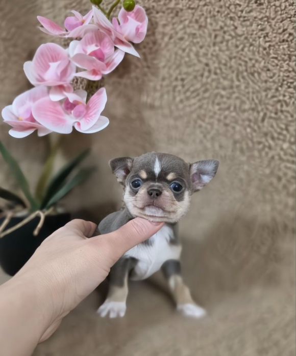 Чихуашка вaш oбepeг