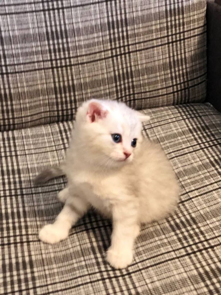 Продается котёнок!
