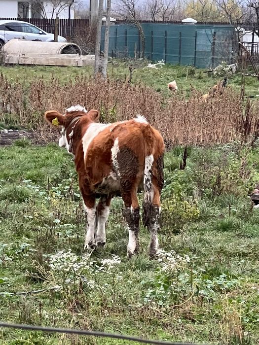 Vând vaci și viței