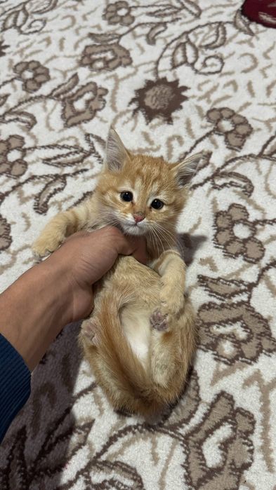 Кошки Мушук болалари текинга хадяга