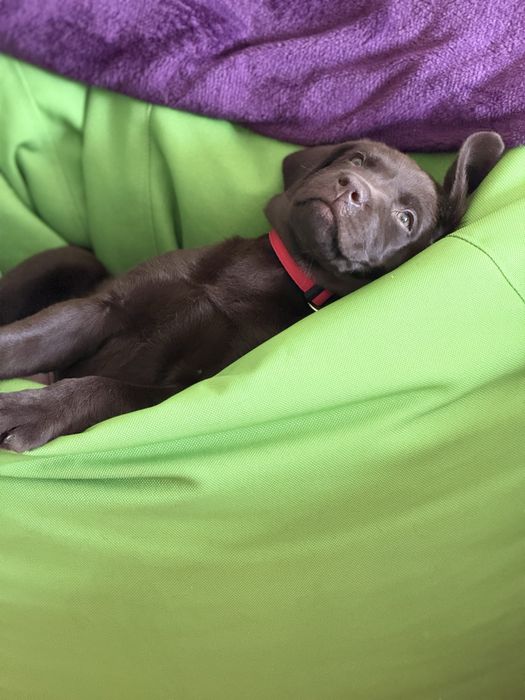 Vand Labrator retriever Ciocolatiu