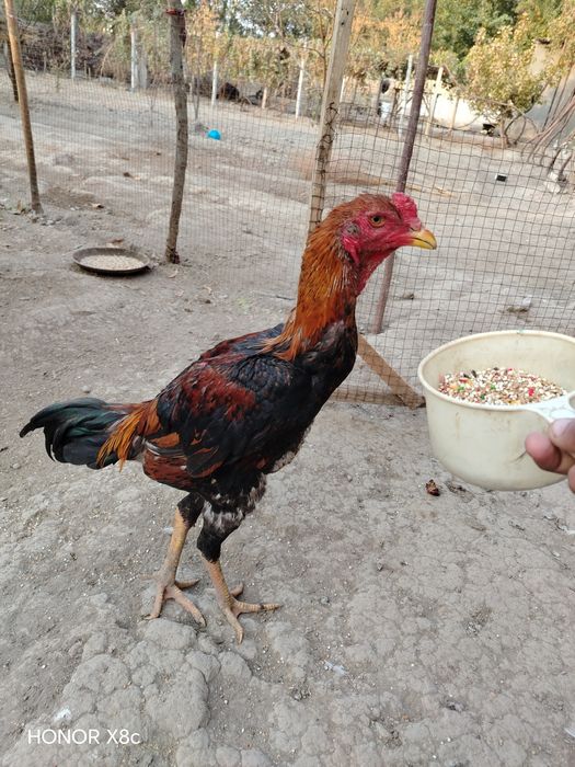 Aprel jujalar sotiladi