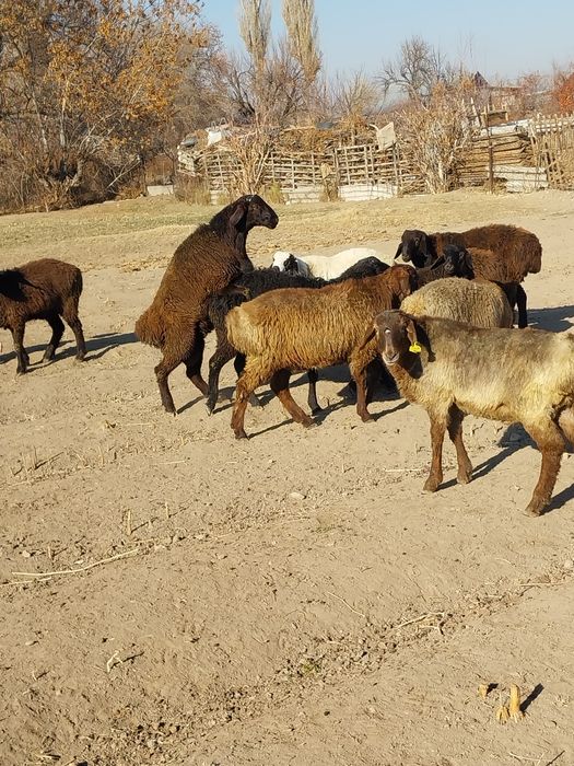 Продам жирный баранов