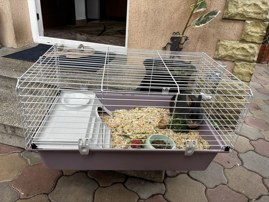 Cușcă+Iepure de casă+Altele
