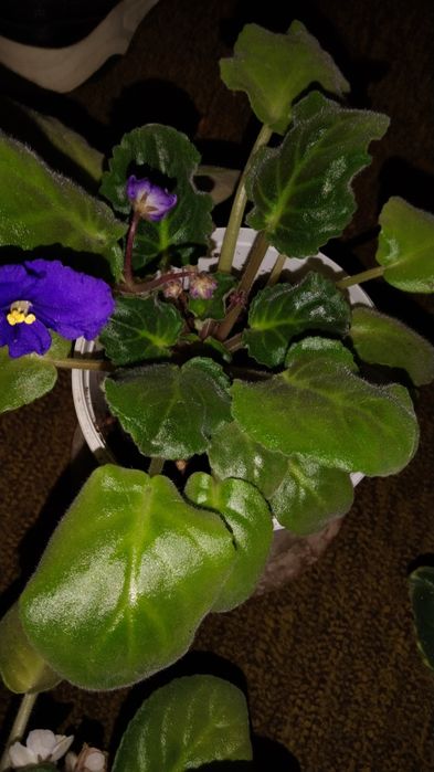 Фиалки цветущие 4 цвета.