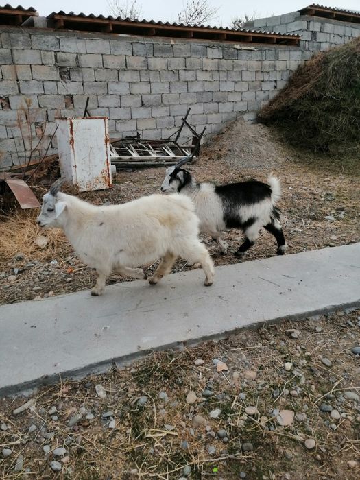 Ешкі сатылады бағасы қол жетімді