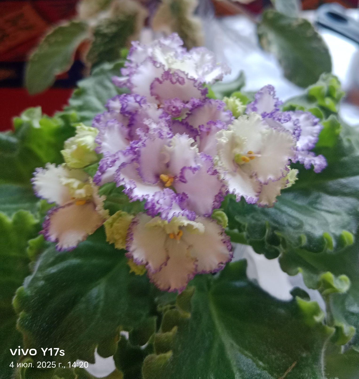 Коллекционные фиалки