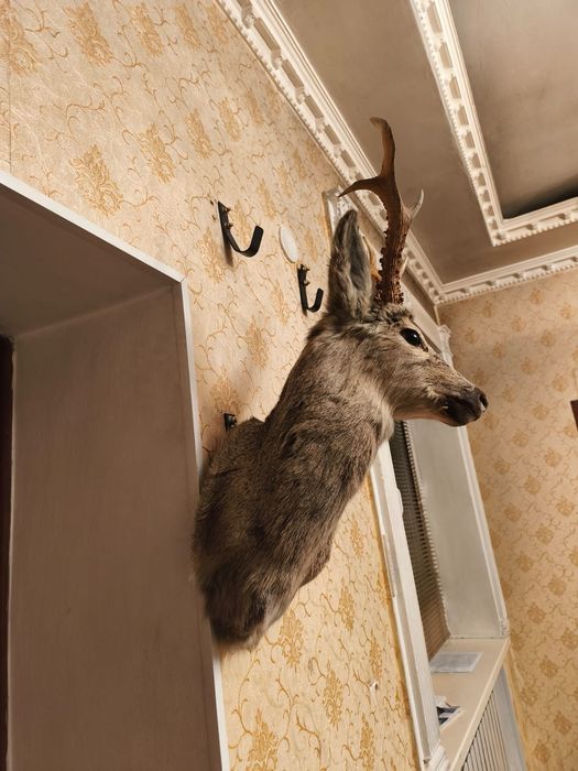 Продам Чучила Касули