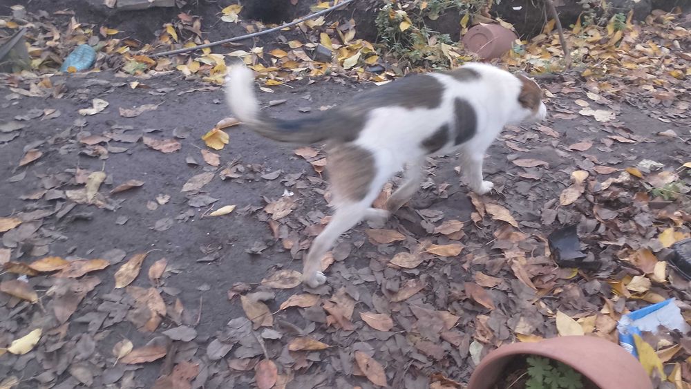 Женско куче подарявам