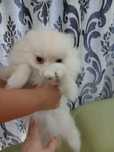 Puiuț pomeranian