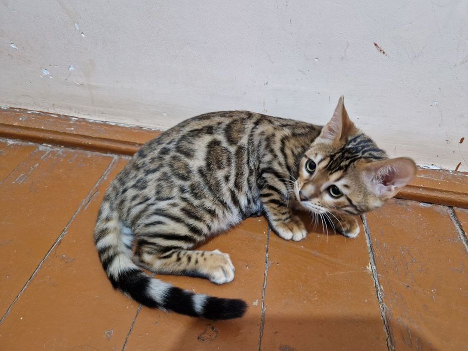 Bengal mushugi sotiladi