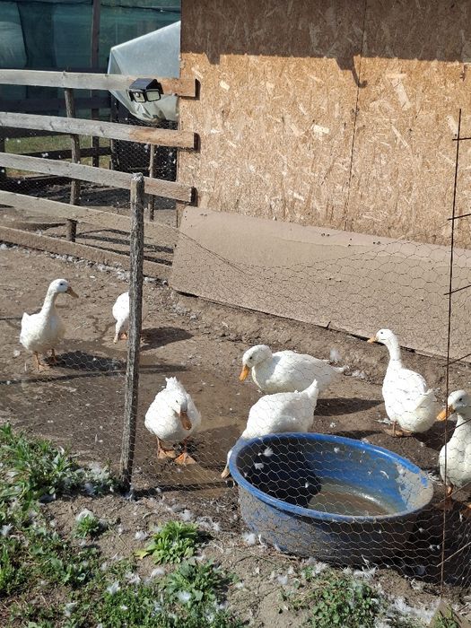 Rațe Pekin de vânzare