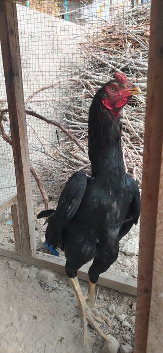 Дакан хуроз сотилади.