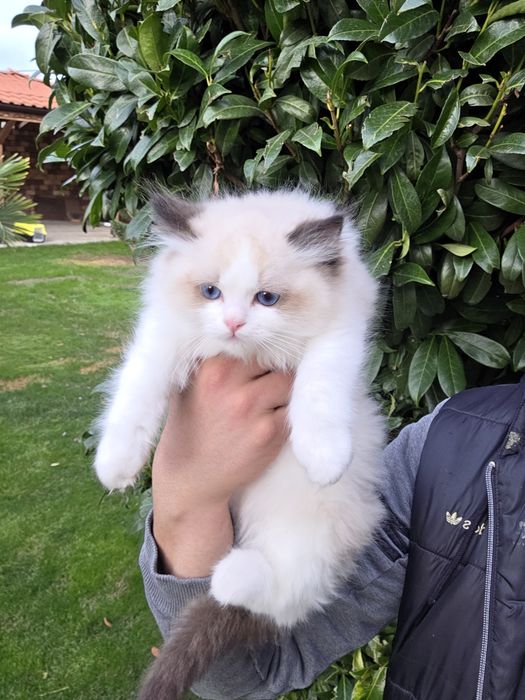 РАГДОЛ/РЕГДОЛ/REGDOL На три месеца женски и мъжки с родословие