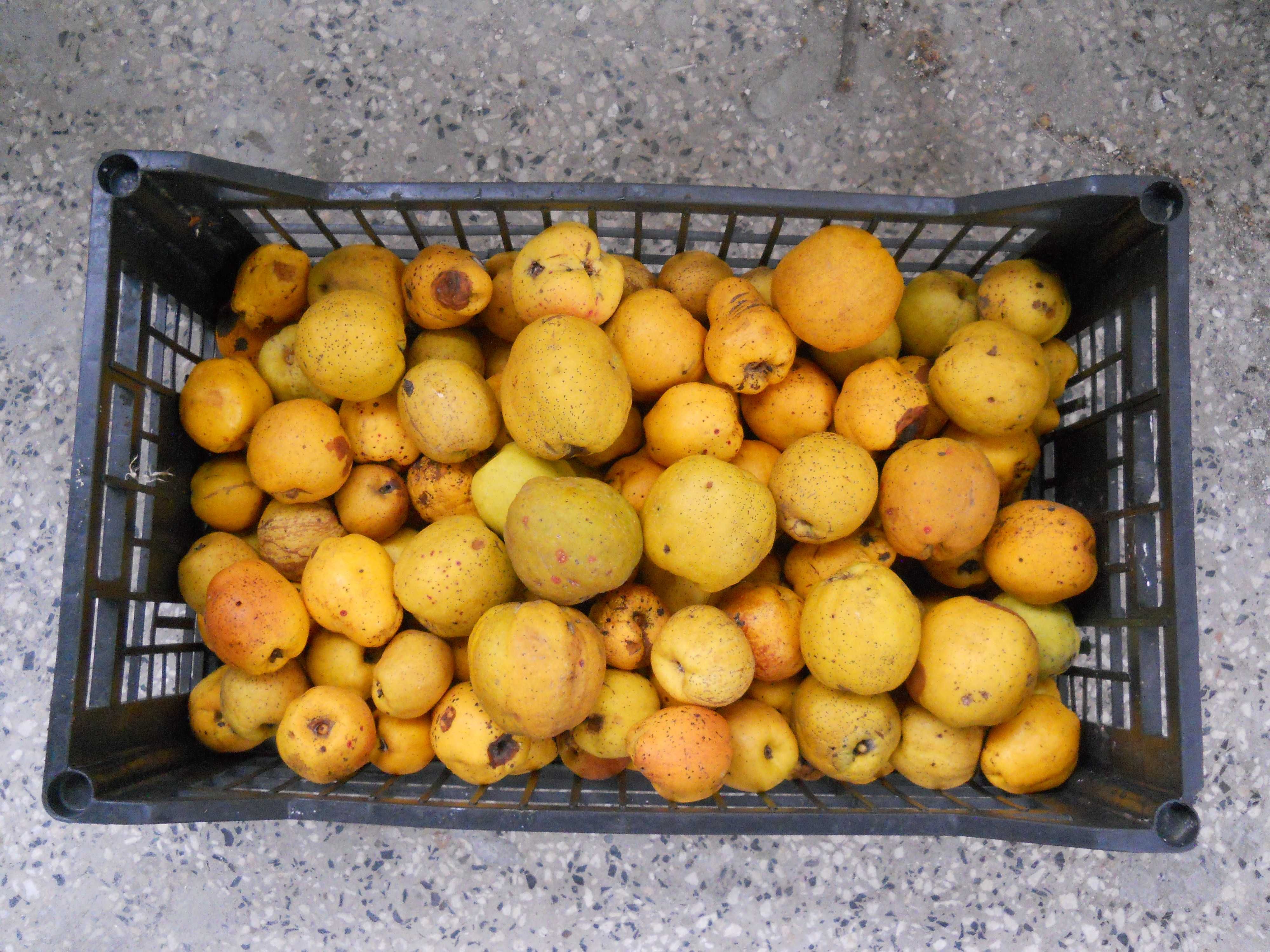 Планински лимон фиданки Chaenomeles