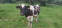 Крави и стелна юничка