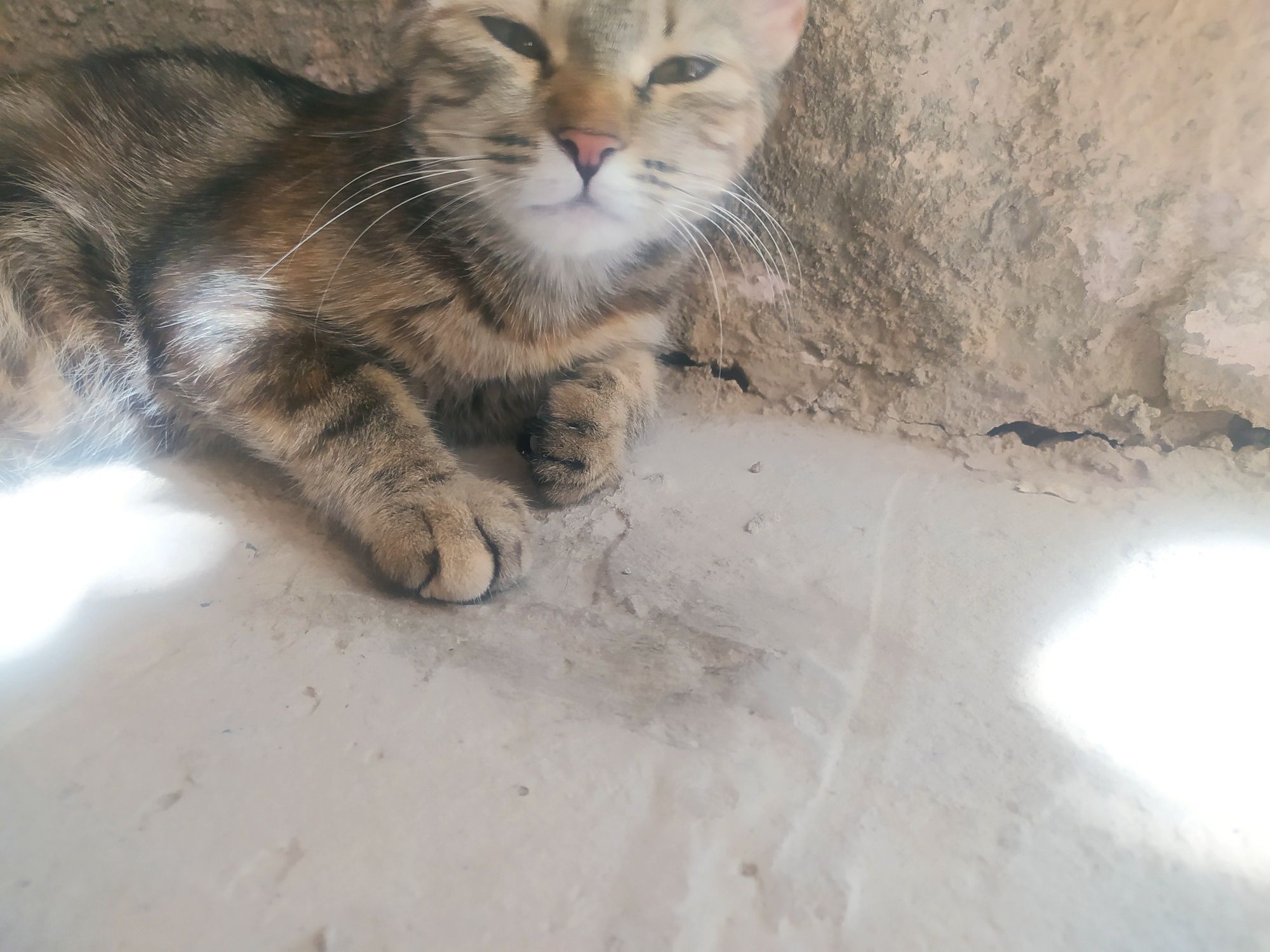 Mushuk.koshka.mushukcha