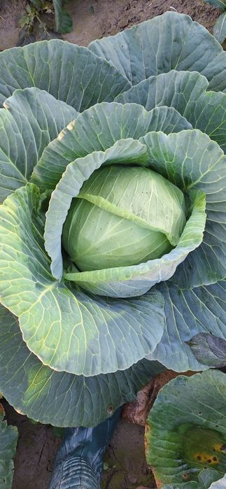 Varza escazu,coronet,lagrima și kilaherb