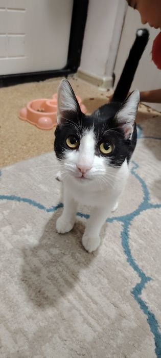 Кошка хорошая бесплатно