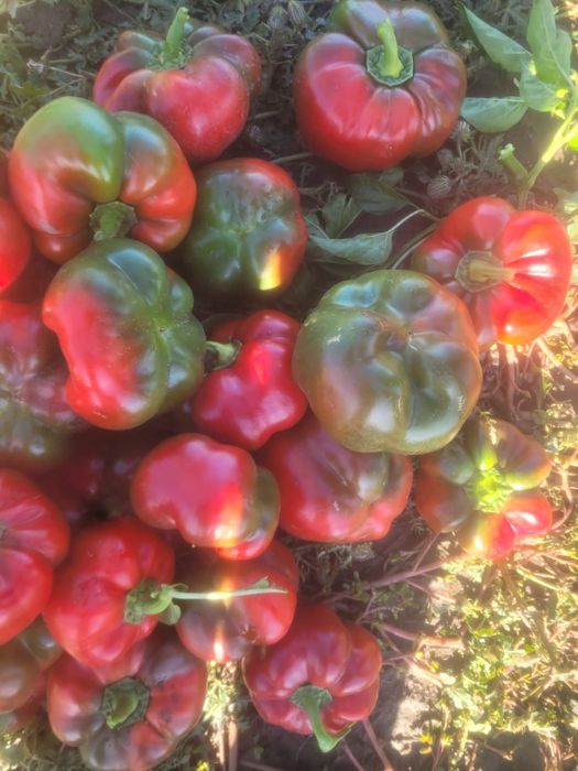 Vând gogoșar și kapia