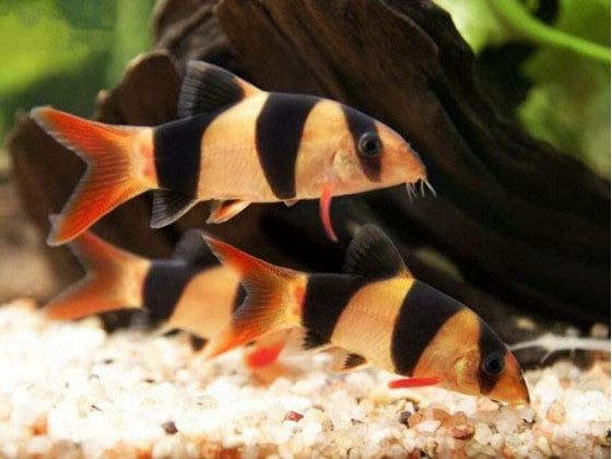 Боция клоун